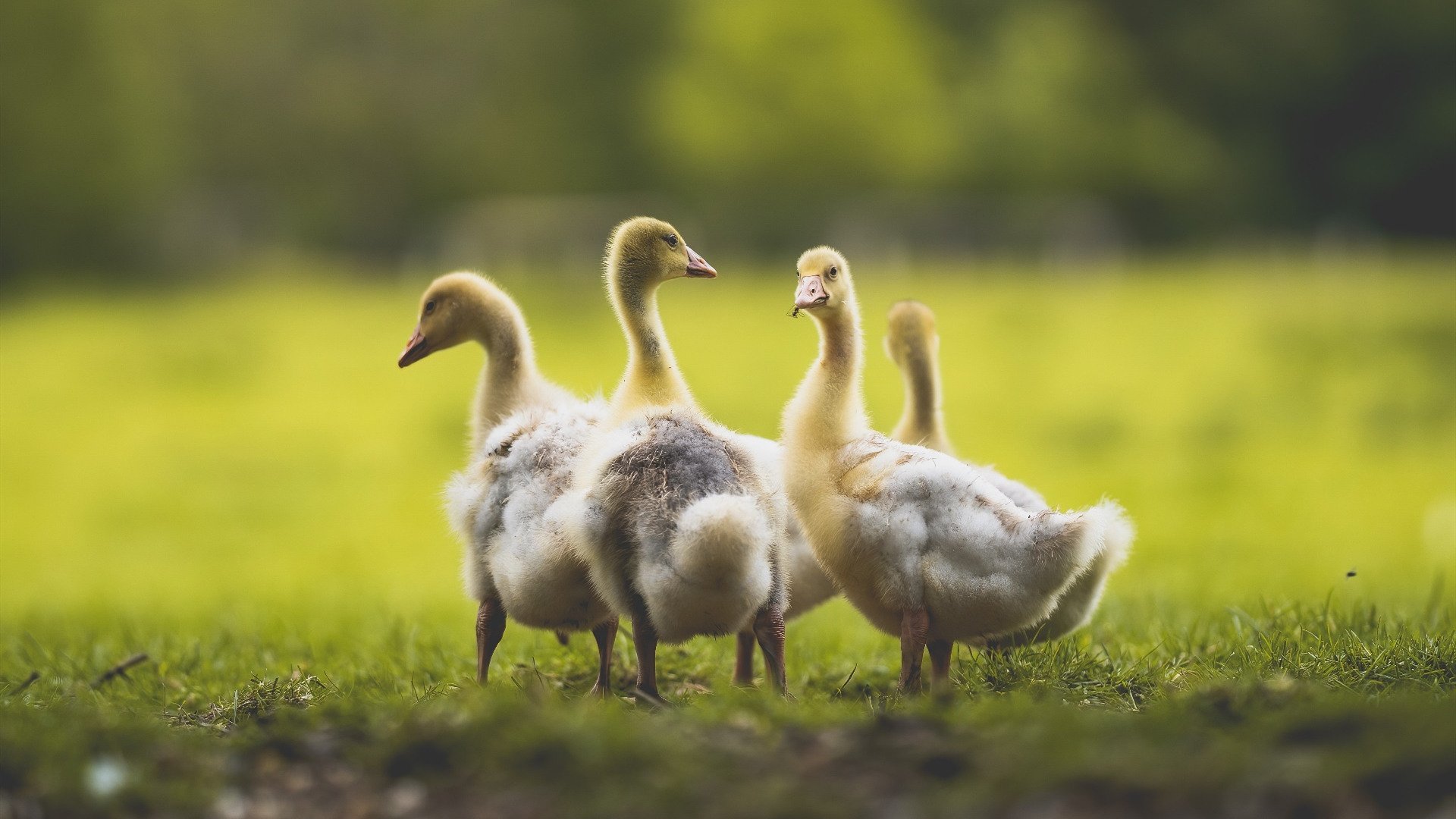 跨越时空的传奇,阿圭罗绝杀助拉齐奥生死战取胜哥斯达黎加