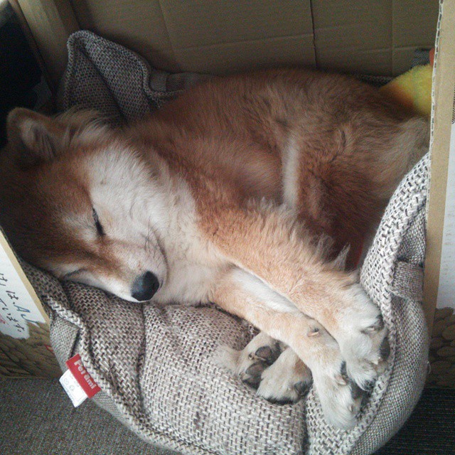 猛龙爵士鏖战战术迷宫,当现代篮球的两种极致哲学迎面相撞